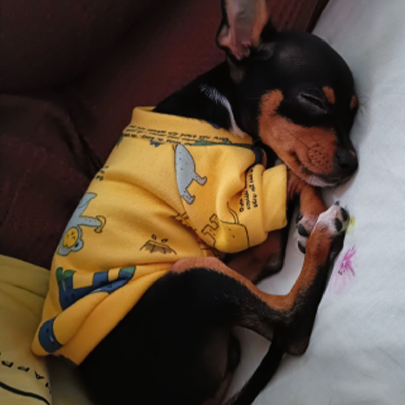 Xs Vestiti per cani per cani d - Winter Clothing Boys recensione e prezzo